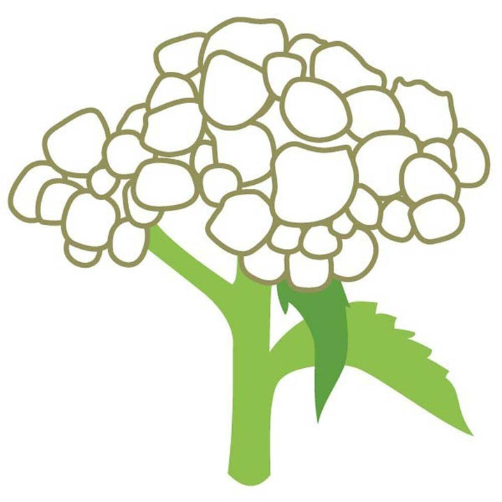 Organic Quinine Flavor Concentrate Without Diacetyl