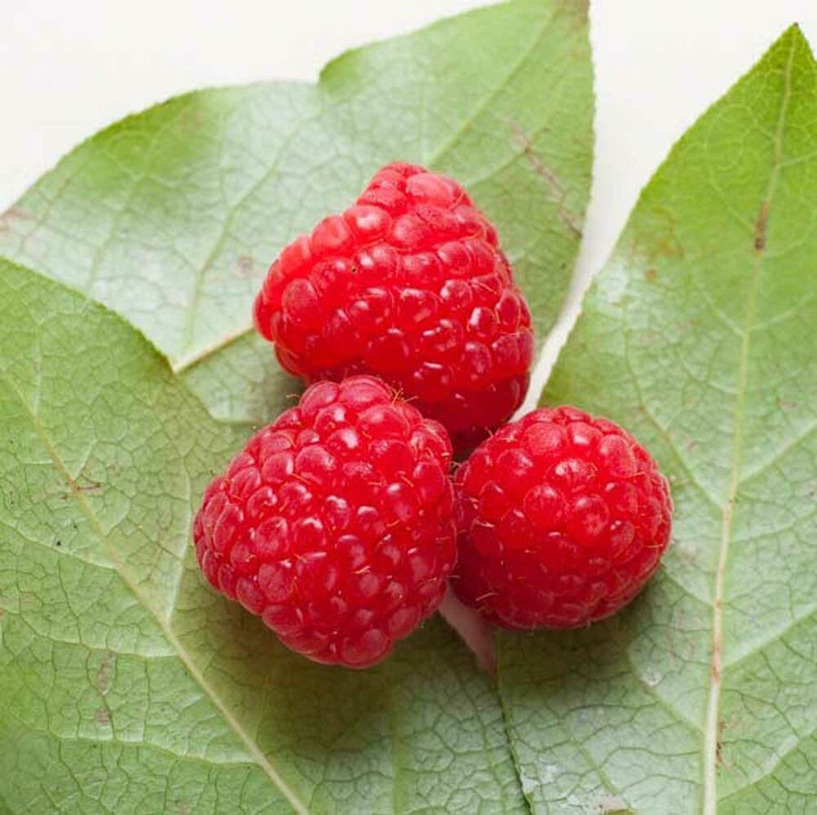 Raspberry Flavor Oil, Natural