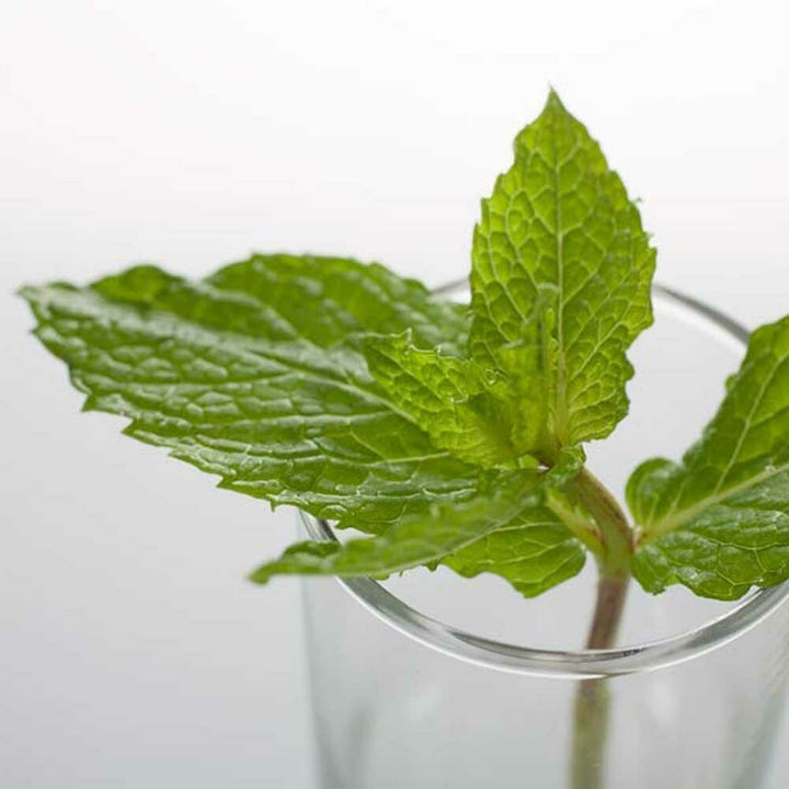 Spearmint Fragrance Emulsion (Water Soluble)