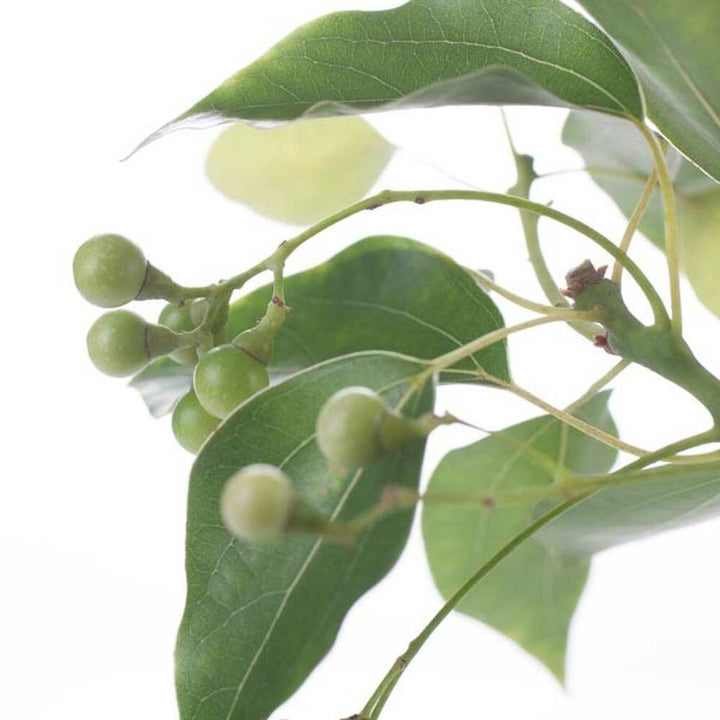 Wintergreen Flavor Extract, Organic