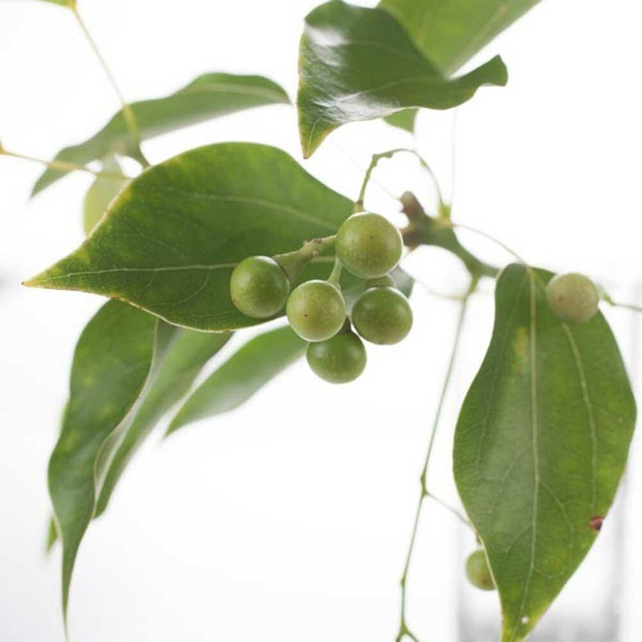 Organic Wintergreen Flavor Extract Without Diacetyl