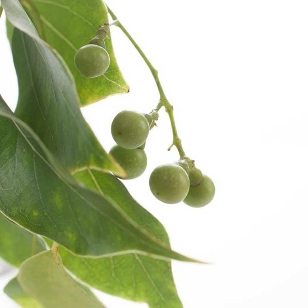 Wintergreen Flavor Extract Without Diacetyl – Nature's Flavors