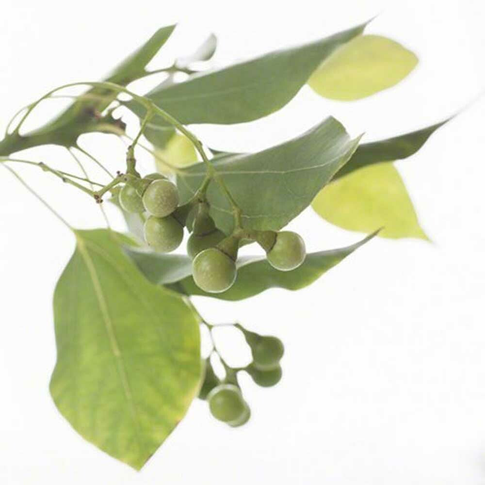 Organic Wintergreen Coffee and Tea Flavor Without Diacetyl