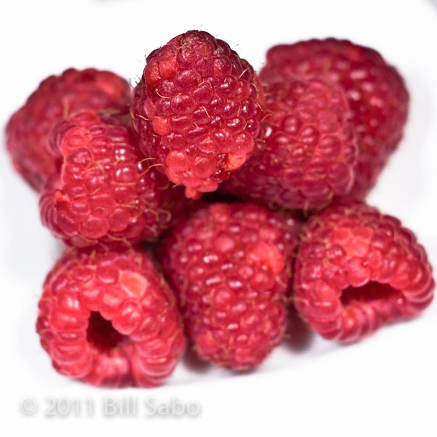 Xylitol Raspberry Smoothie/Shake Base (Kosher, Vegan, Gluten Free)
